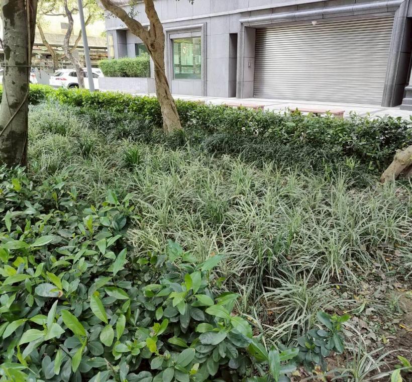 完整樹蔭環境下，植栽選擇以耐陰性佳、管理穩定的種類為主，能在半遮蔭條件下維持良好生長狀態。