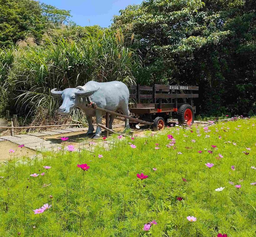 牛車花景