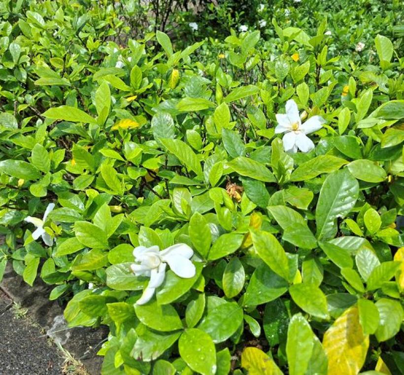 梔子花是在夏日盛開純白、濃香且帶點清涼味的優雅花朵。