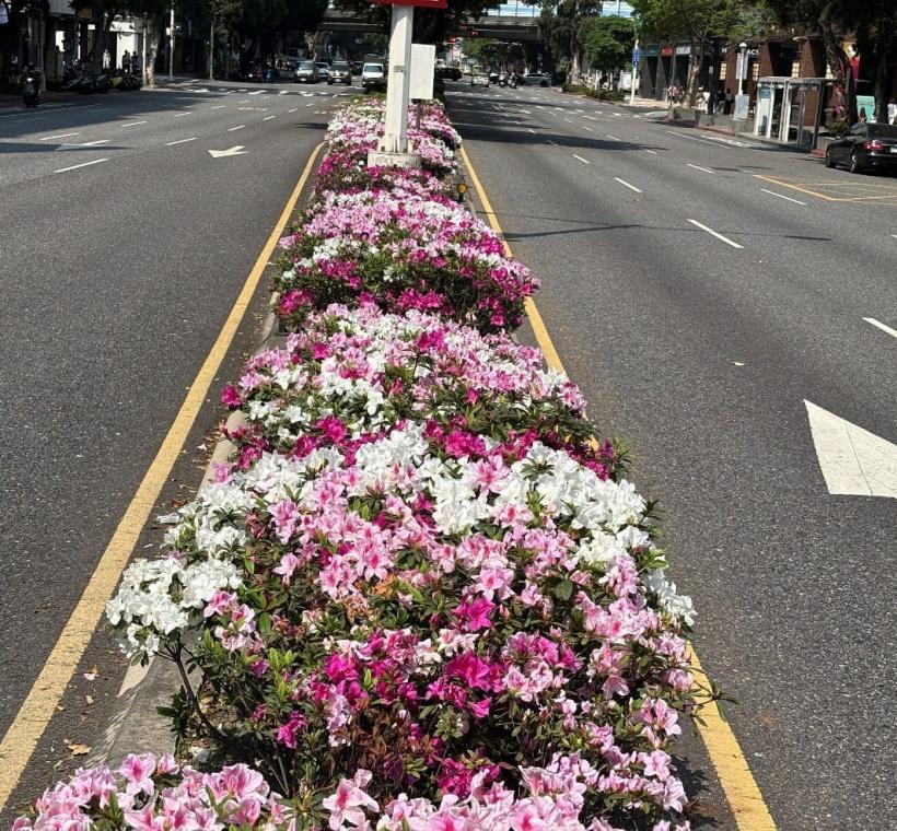 忠孝東路上成片的杜鵑花在春風中搖曳生姿，為北市街頭注入滿滿活力