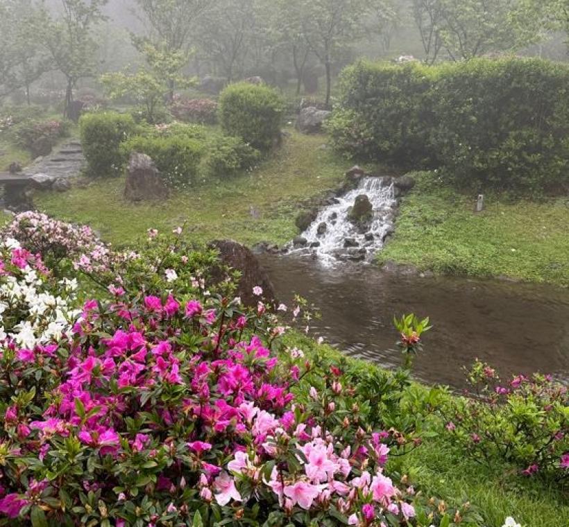 陽明山花鐘區域杜鵑花