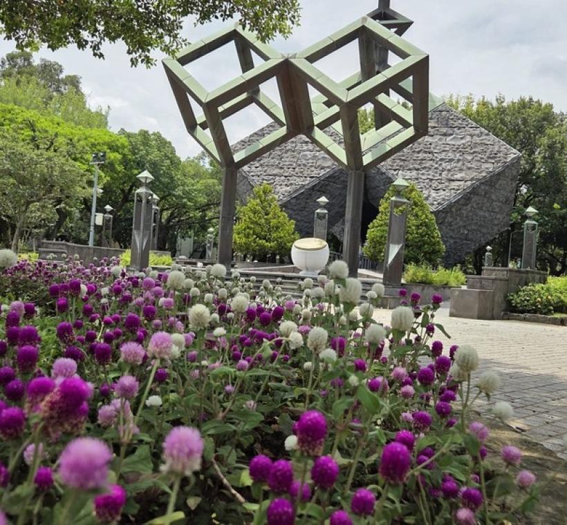 圖4.二二八和平公園紀念碑旁色彩繽紛的圓仔花