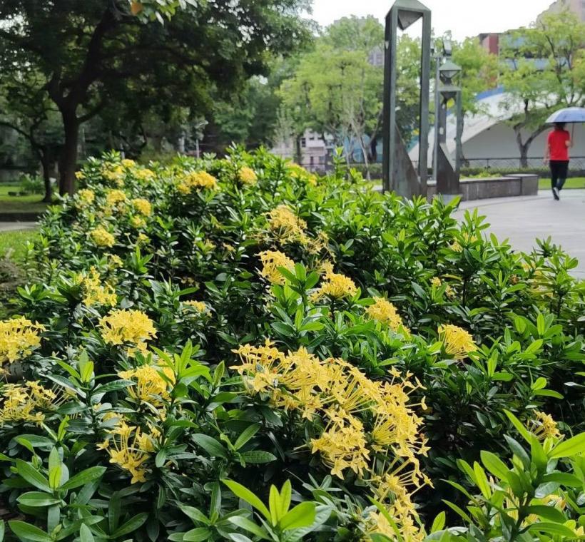 二二八和平公園黃仙丹花迎風盛放，彷彿將夏日的熱情凝聚成一團團絢麗花火，在道路分隔島、綠帶及街角綠地綻放耀眼光彩