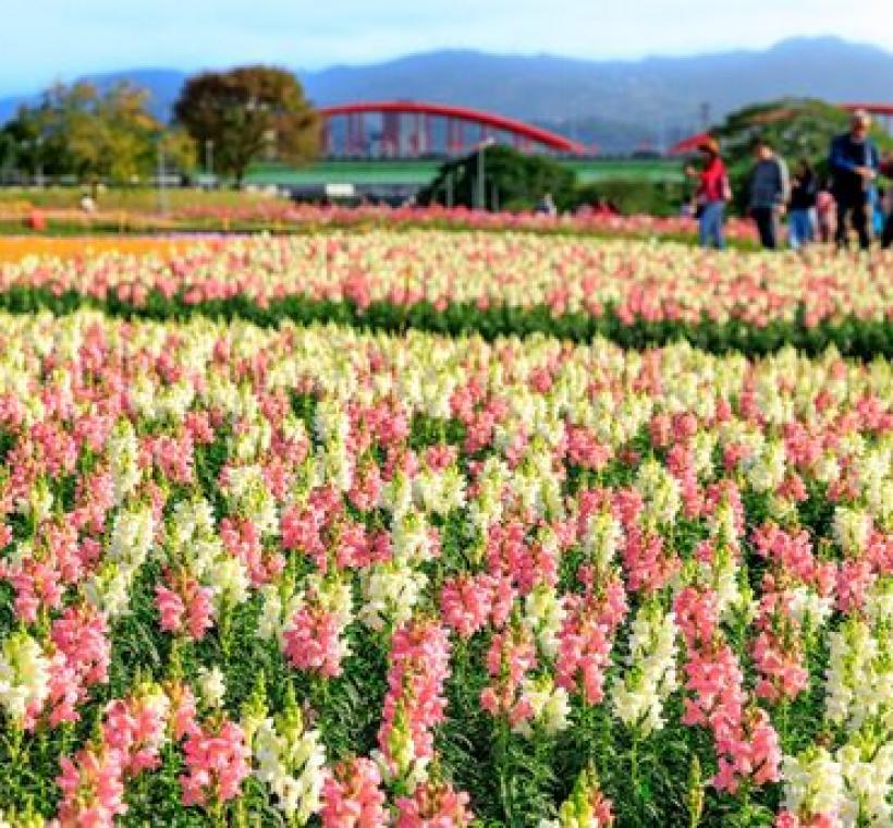 花海選用粉色系草花鋪排出波浪形狀