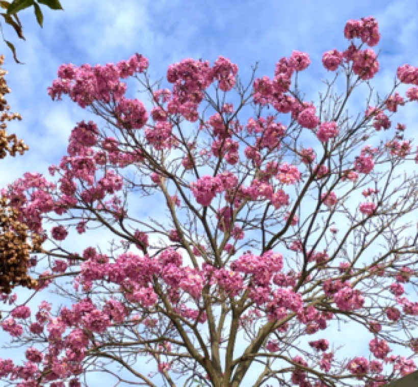 洋紅風鈴木樹冠花朵滿開