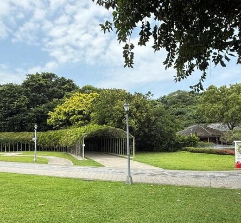 梔子花、紫藤花及皋月杜鵑串聯成為市民與遊客近期關注的賞花新秘境。
