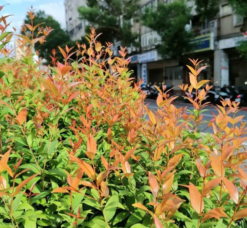 長紅木是都市景觀中相當具有特色的彩葉植物(和平西路)