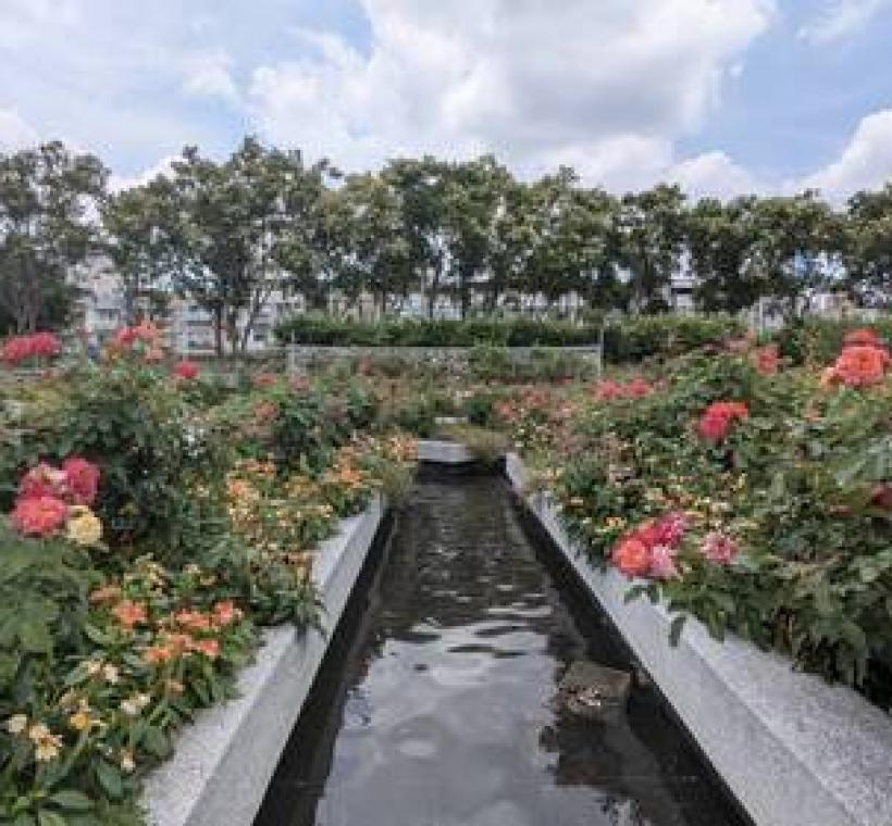 臺北玫瑰園的秘密花園裡玫瑰依然盛放