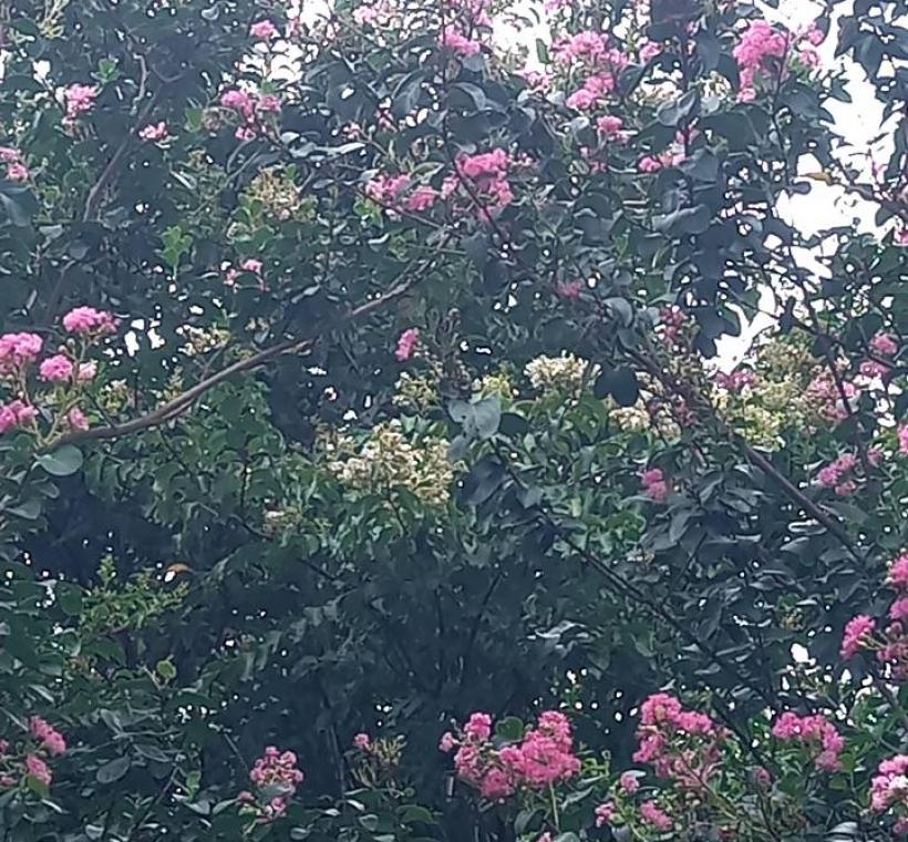 紫薇若以九芎為砧木嫁接呈現罕見的雙色花景