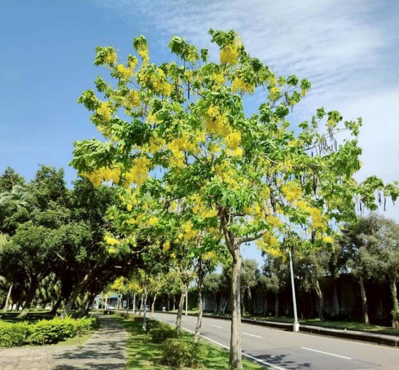 上塔悠及下塔悠公園花串隨風搖曳，金黃色花海沿著道路綿延