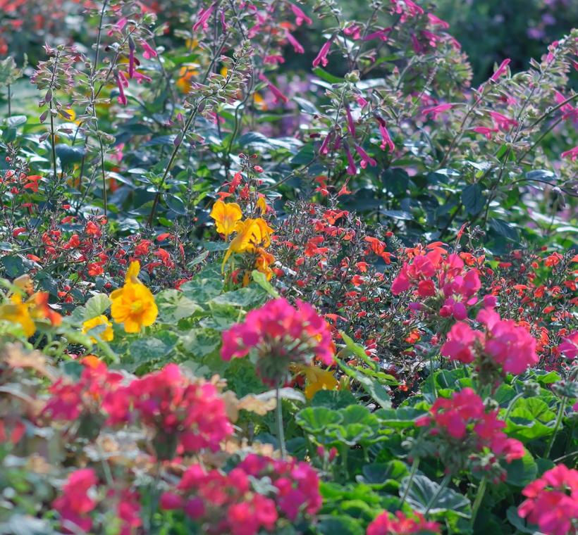 臺北玫瑰園園藝植物佈展區以各式草花營造出英式庭園之花格