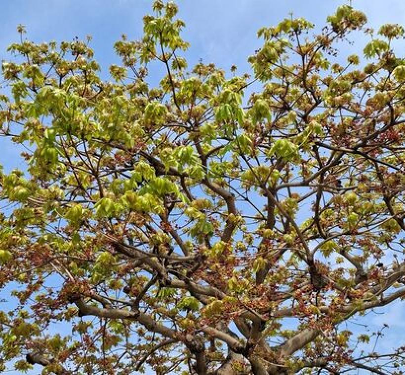 掌葉蘋婆的葉子像張開的手掌，因此而有此名稱。