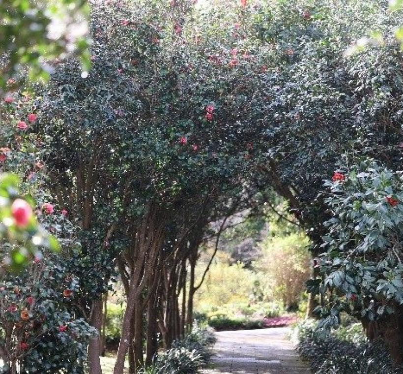 茶花盛放，形成迷人的冬日花卉隧道。