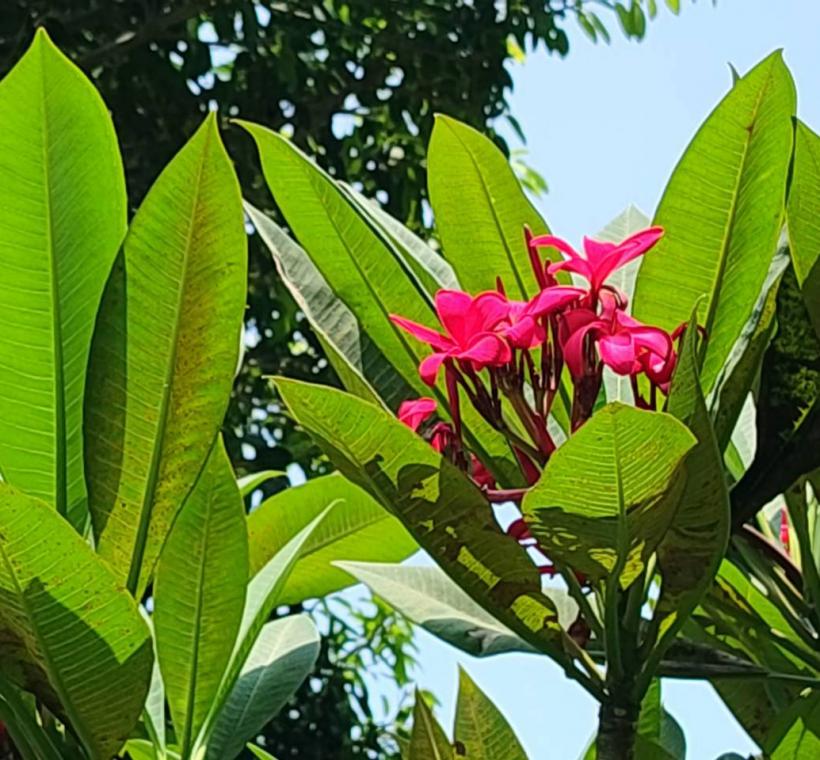雞蛋花紅花品種則如晚霞般熱情絢麗，花朵綻放枝頭、清香隨風飄散，吸引不少民眾駐足欣賞、拍照留念
