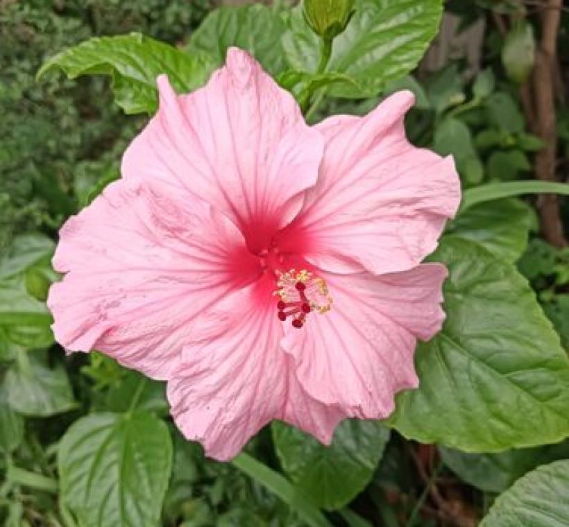 扶桑花獨特的漏斗狀花形，花色有橙黃色、粉紅色、黃色等多種顏色呈現。