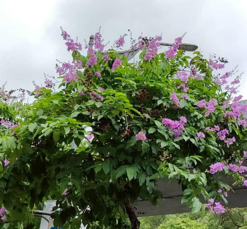 文德路大花紫薇枝頭綻放，一簇簇粉紫色花朵如雲似霞景