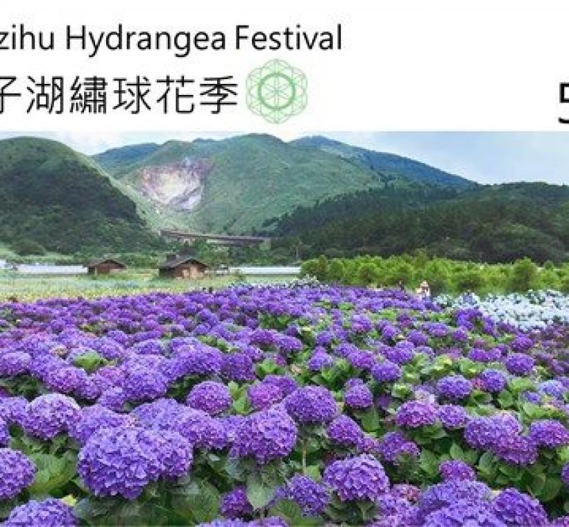 壯碩花海與壯麗山景豐收的「竹子湖繡球花季」