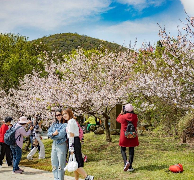 陽明山花季