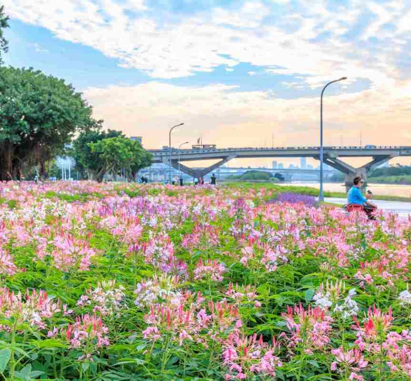 延平河濱花海 近萬盆醉蝶花作為花海的主設計