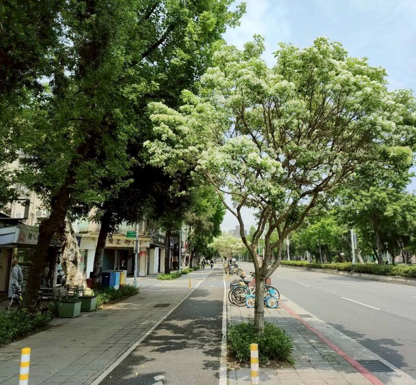 新生南路三段流蘇盛開，在完善的人車分道街景中，與步過的行人共同勾勒出城南靜謐的春日律動