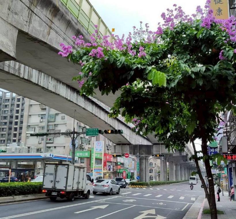 文德路大花紫薇枝頭綻放，一簇簇粉紫色花朵如雲似霞景