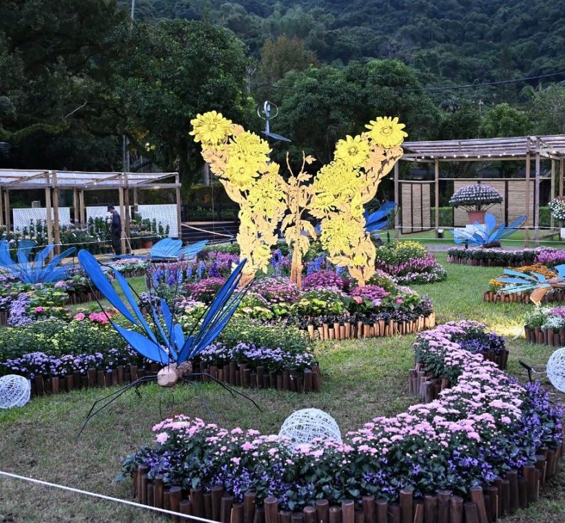 將大立菊的栽培技法融入「蛻菊」裝置藝術