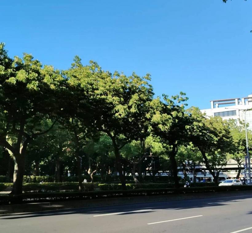 (圖17) 走進和平東路二段，從新生南路至復興南路之間的中央分隔島，一株株錫蘭橄欖正悄然綻放細緻潔白的小花