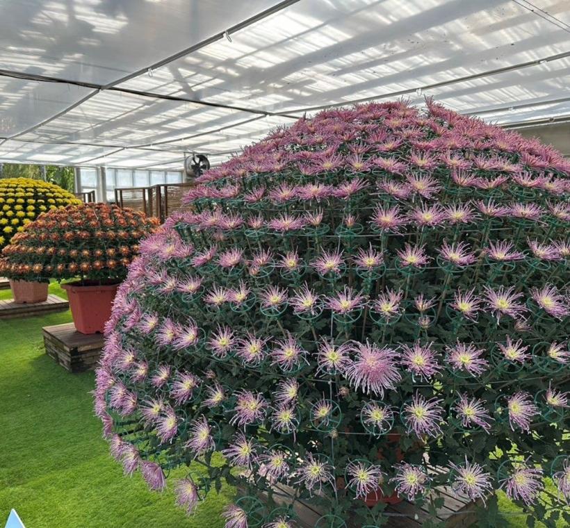 大立菊