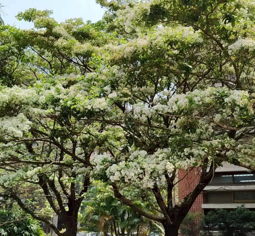 臺灣大學校園內的流蘇樹開花