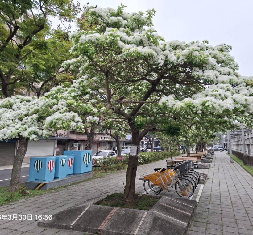 週美公園流蘇花盛開，宛如白雪覆蓋枝頭，景致浪漫迷人