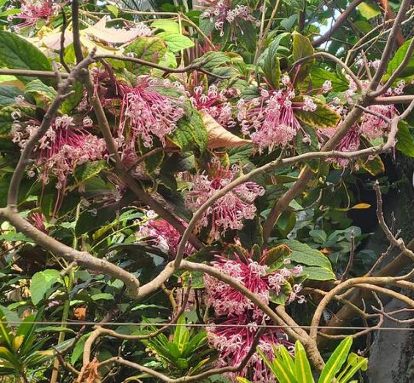 步入館內，熱帶植物區前端盛開的「煙火樹」率先映入眼簾。圖3本種花序直徑可達20公分以上，世界各地植物園溫室常栽培作為主題特色樹種。