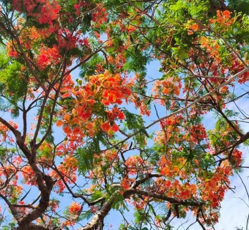 鳳凰木花朵盛開時，枝頭彷彿燃起一片片紅雲，不僅展現夏季旺盛生命力，也象徵年輕學子即將展翅高飛、邁向人生下一段旅程