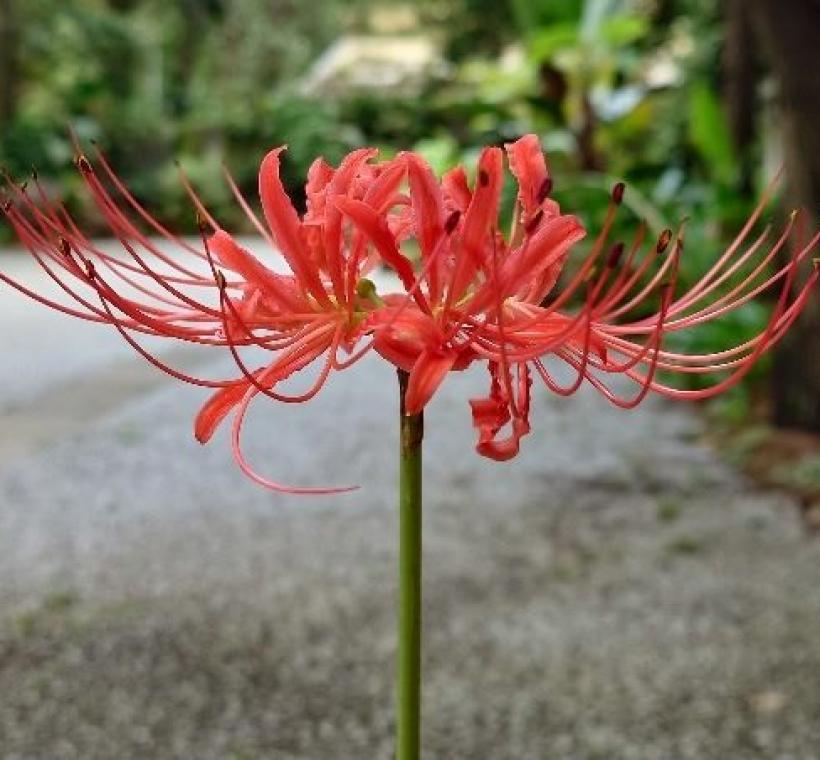 紅花石蒜「見花不見葉」的特殊姿態，花期短暫更顯珍貴。