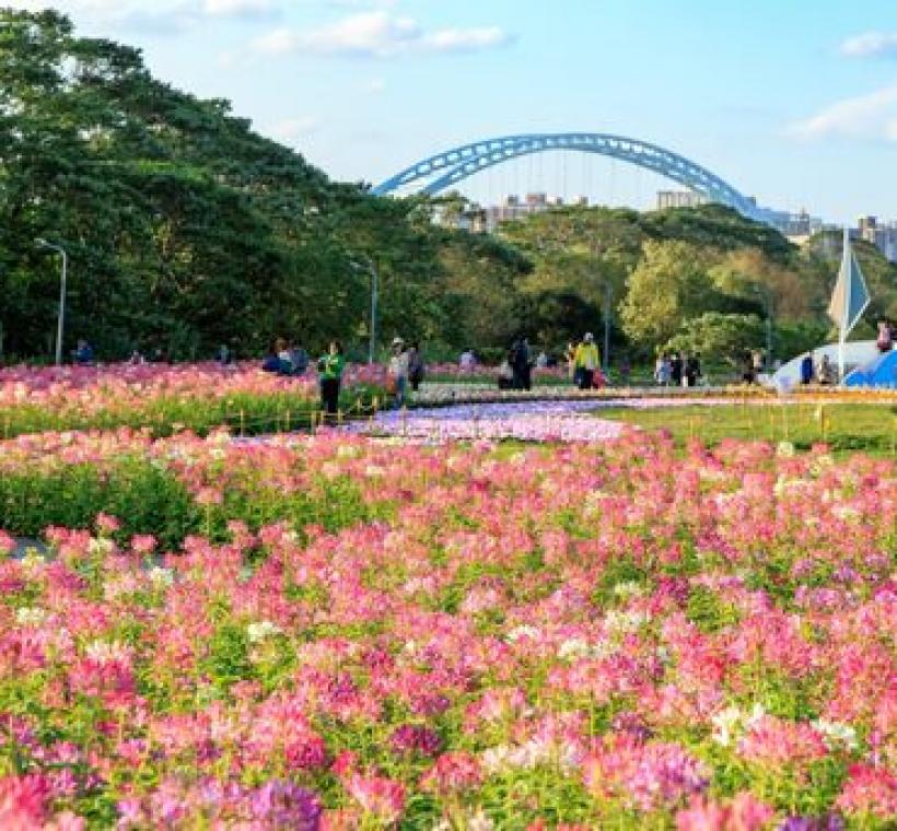 醉蝶花海營造粉色浪漫