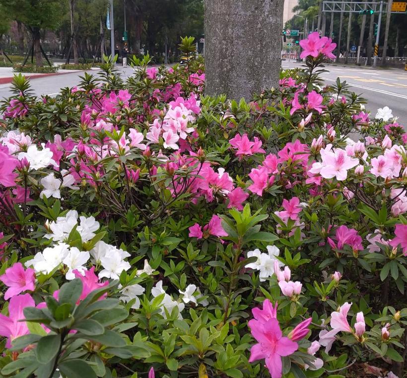 繽紛杜鵑花海，是市民唾手可得的春天情懷