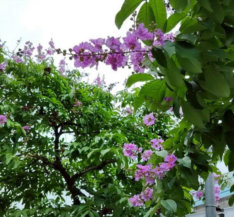 內湖路大花紫薇枝頭綻放，一簇簇粉紫色花朵如雲似霞景