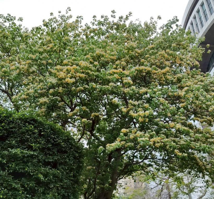 春末仁愛圓環加羅林魚木枝條上滿滿的銀白色花朵繁花簇擁