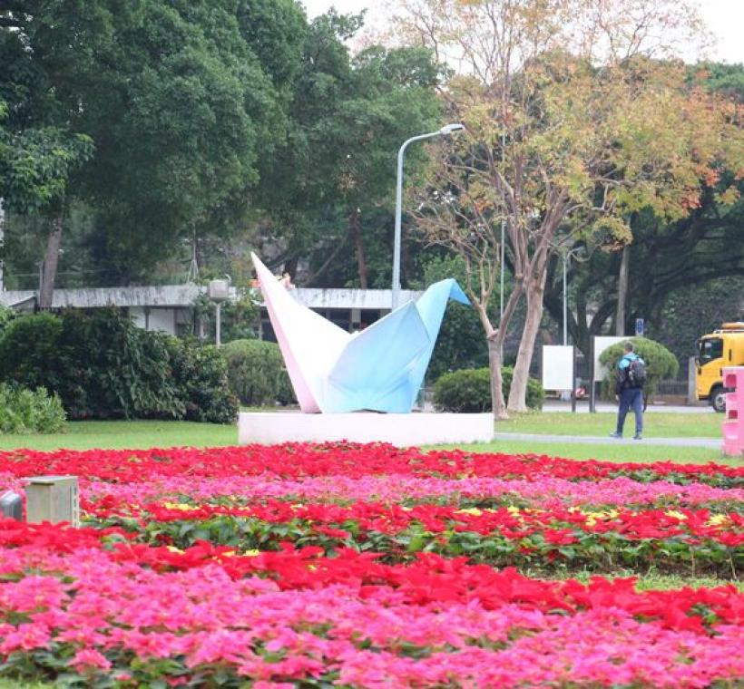 青年公園花鐘前換個角度彷彿紙鶴徜徉於聖誕紅中