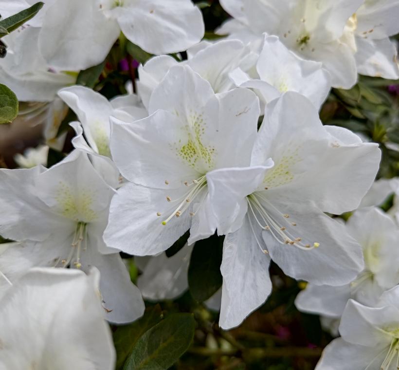 平戶杜鵑-白琉球，花白色，花心處帶有青黃色斑點。