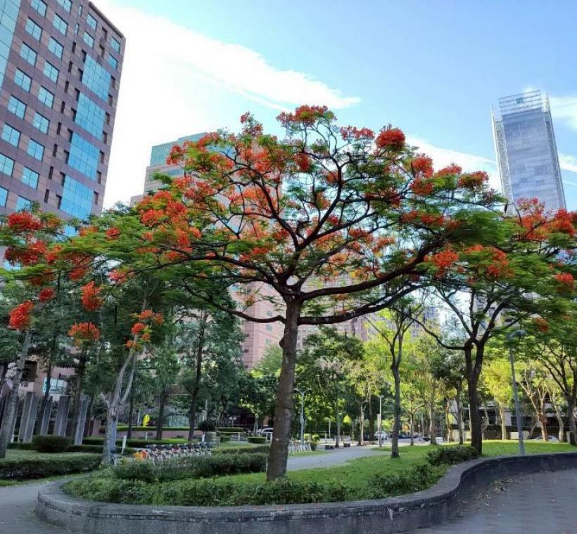 安康公園有數株鳳凰木綻放火紅花朵，為城市角落妝點出浪漫而熱情的夏季色彩