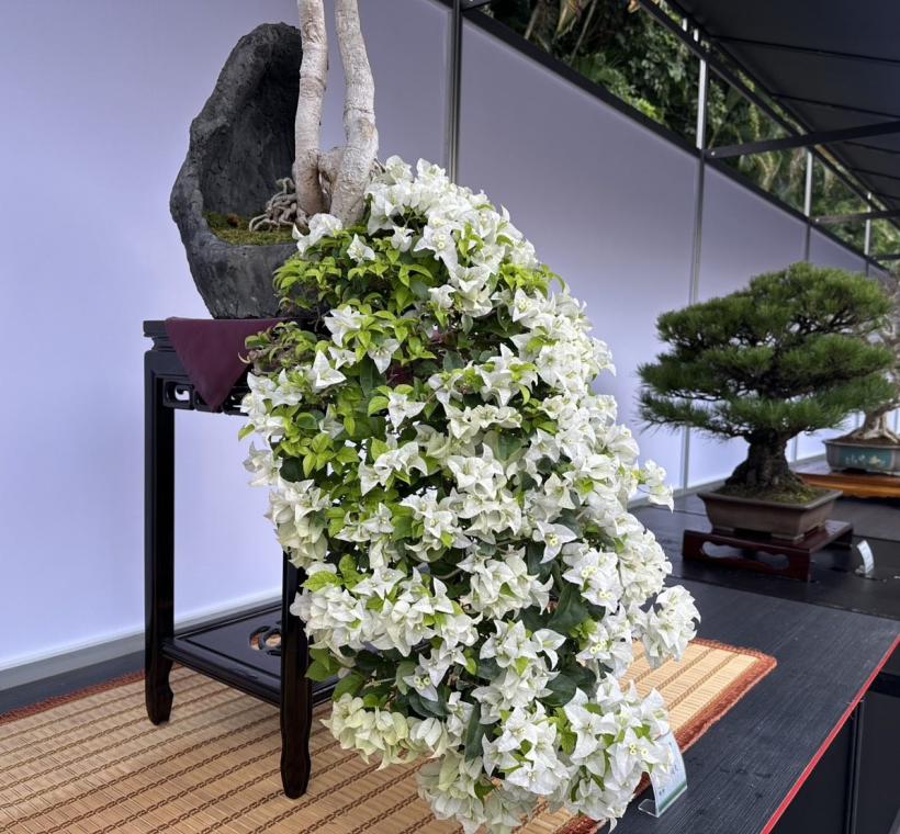 開滿白花的九重葛盆景