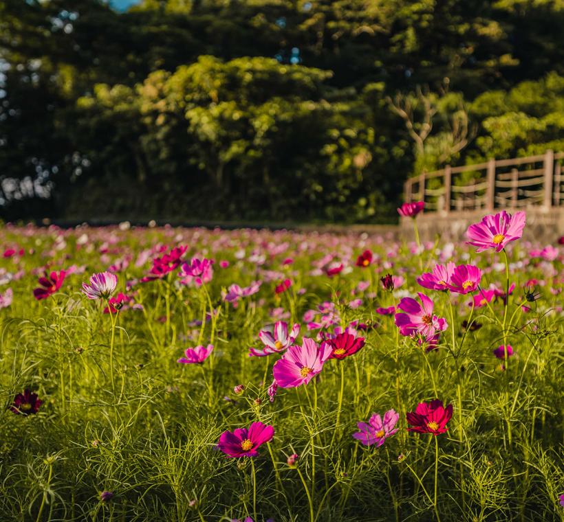 波斯菊