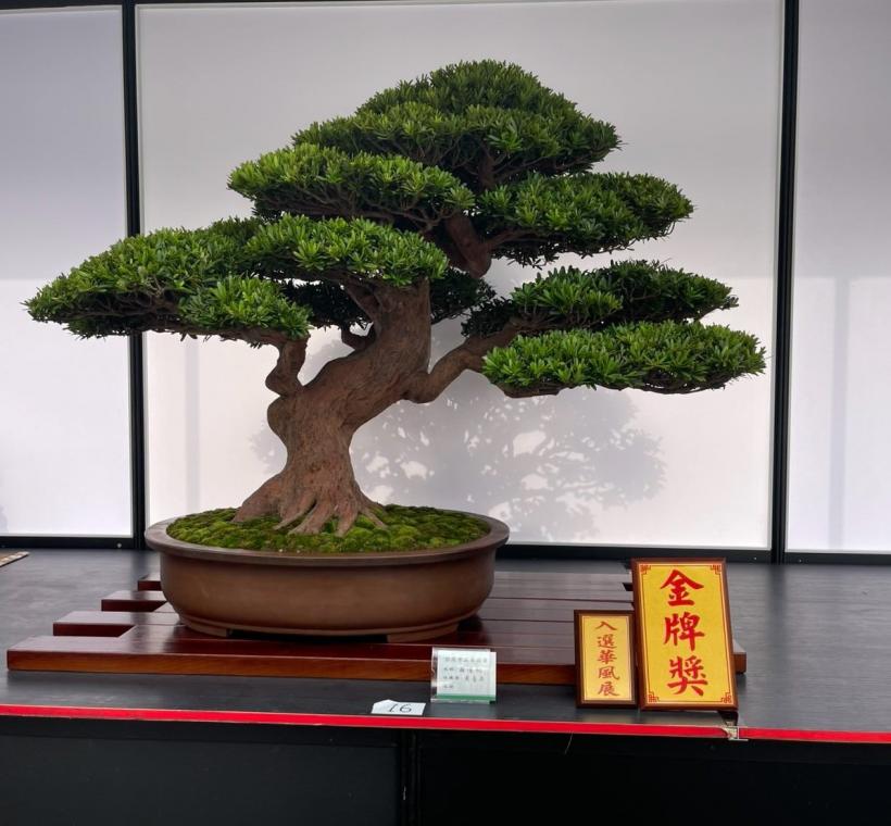 圖3.入選華風展金牌獎-羅漢松作品。