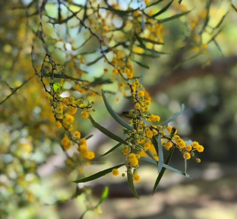 相思樹花，細緻綻放。