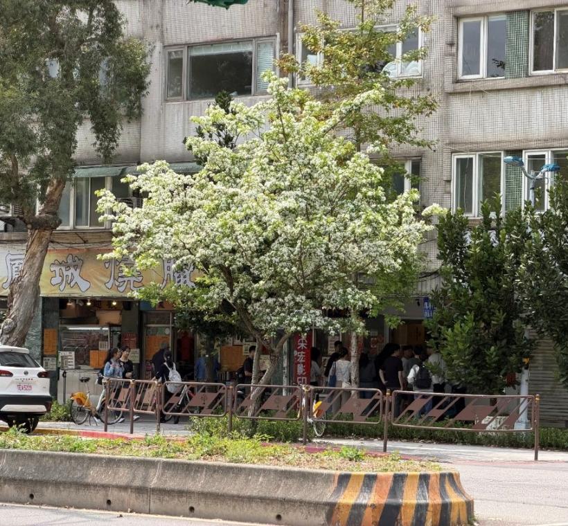 盛開的流蘇如積雪般覆蓋枝頭，為平凡的日常風景增添一份詩意