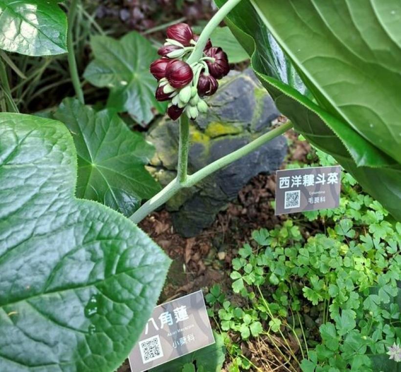 八角蓮花與成熟果實，從莖頂兩葉交會的Y形處長出，向下垂吊，隱藏於寬大葉片之下。