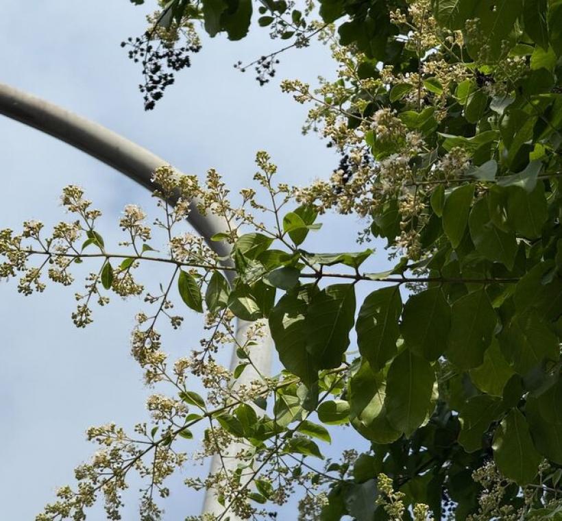 九芎花冠白色，花數甚多而密生枝端花為圓錐花序，頂生，花瓣有長柄