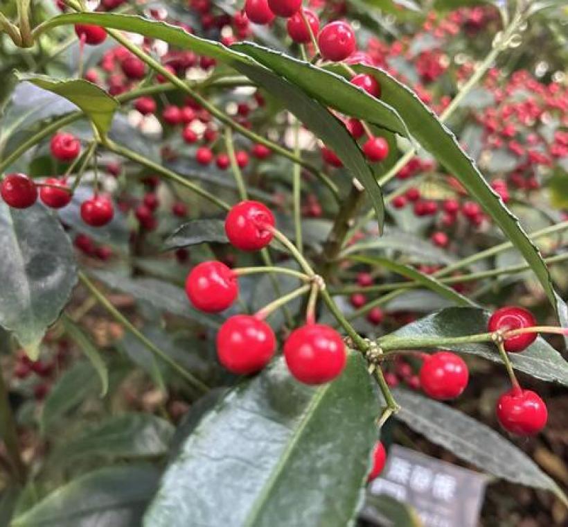 「萬兩金」硃砂根為你帶來喜氣與財運。