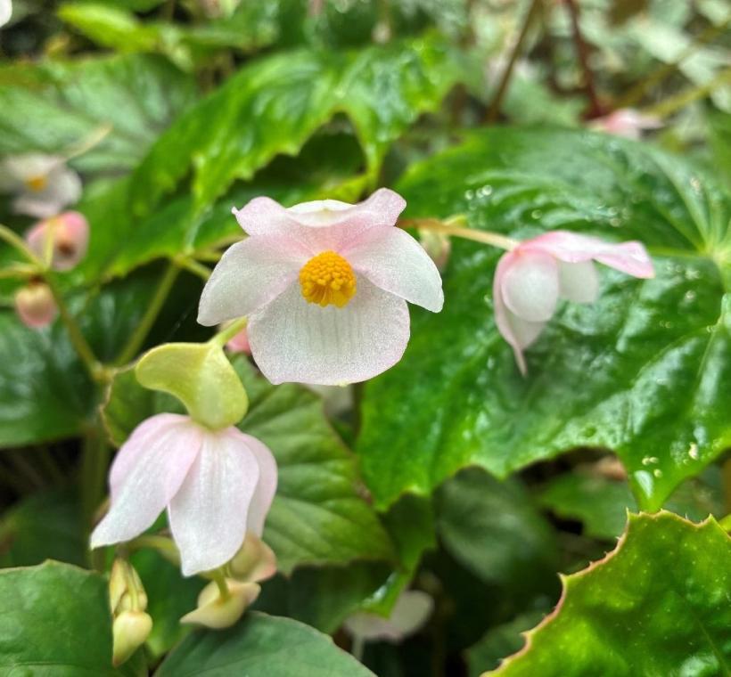 圖2水鴨腳秋海棠的雄花。