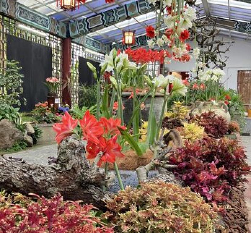 各色孤挺花與多種彩葉草交織成一幅美麗風景